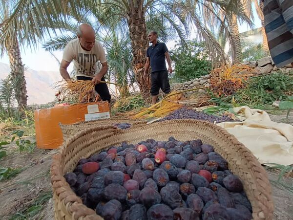 برداشت خرما در شهر رویدر 