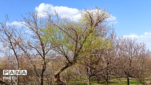 رویش شکوفه های امید در فصل بهار روستای برزنون 
