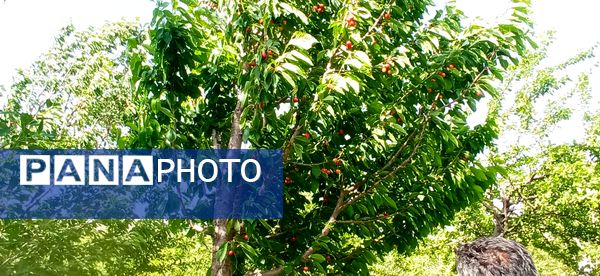 آغاز فصل چیدن؛ باغ‌های جلگه رخ میزبان میوه‌های تابستانی 