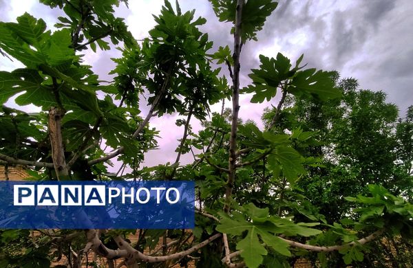 میانکوه در این روز‌ها همچون نگینی سبز می‌درخشد