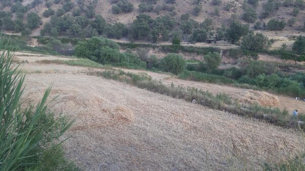 برداشت گندم در روستای بیدله