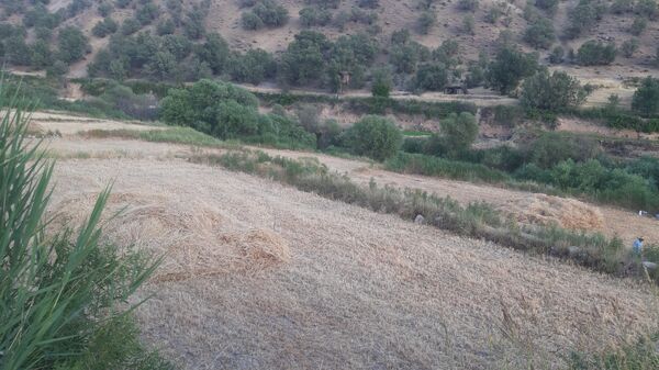 برداشت گندم در روستای بیدله