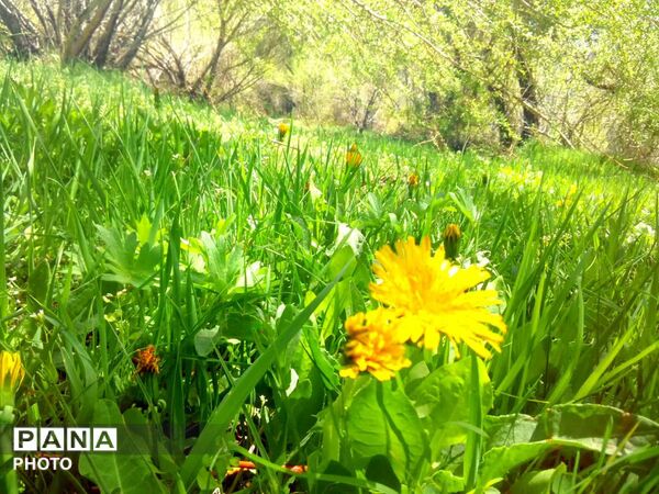 طبیعت بکر شوارز در روز بارانی 