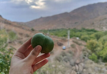 گردوتکانی؛ جلوه‌ای از تلاش و برکت در پاییز