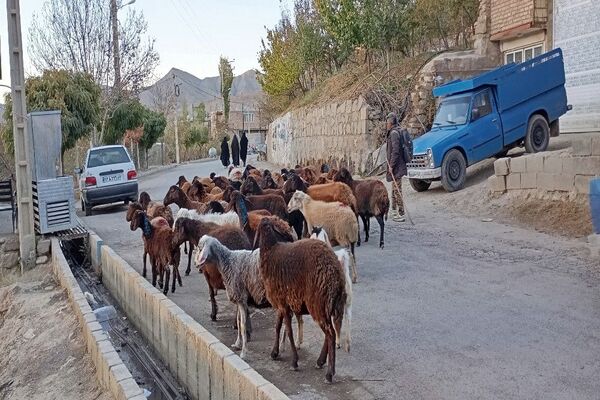 تصاویر زیبا از پاییز رنگارنگ در شهر دار السادات بار نیشابور 