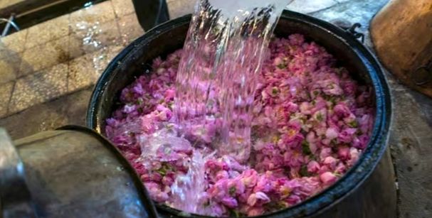 گلاب درمان طبیعی برای آرامش روح و جسم است