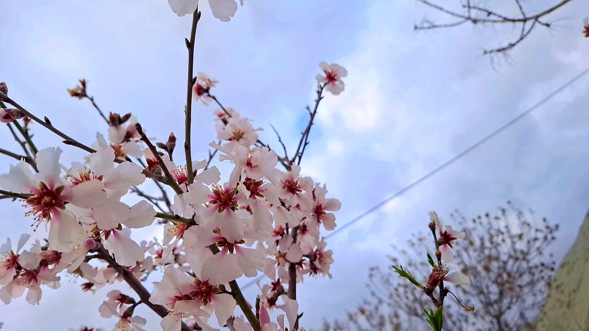 شکوفه‌های بهاری در شهرستان سملقان