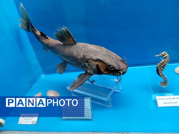 اردوی زیارتی و سیاحتی دارالقرآن سلسه الذهب در موزه حرم امام رضا (ع)