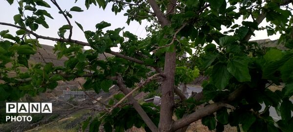تصاویری از حال و هوای طبیعت در آخرین ماه فصل بهار