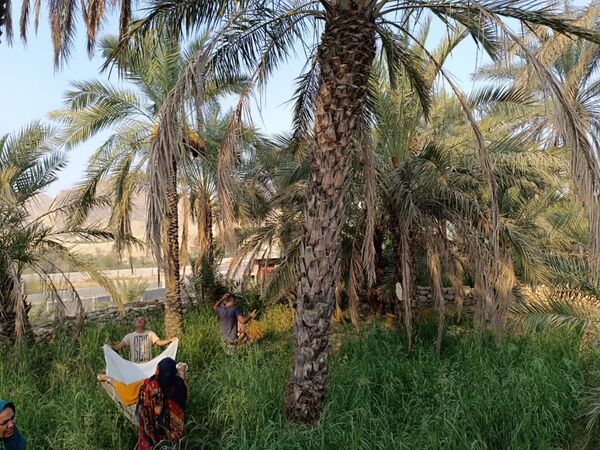 برداشت خرما در شهر رویدر 