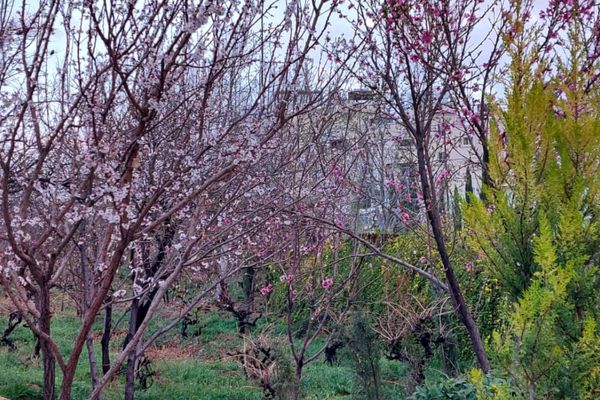 باغ گل ها در شهر گل ها شیراز