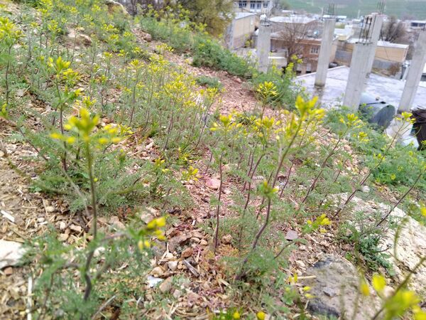  فصل بهار در میانکوه