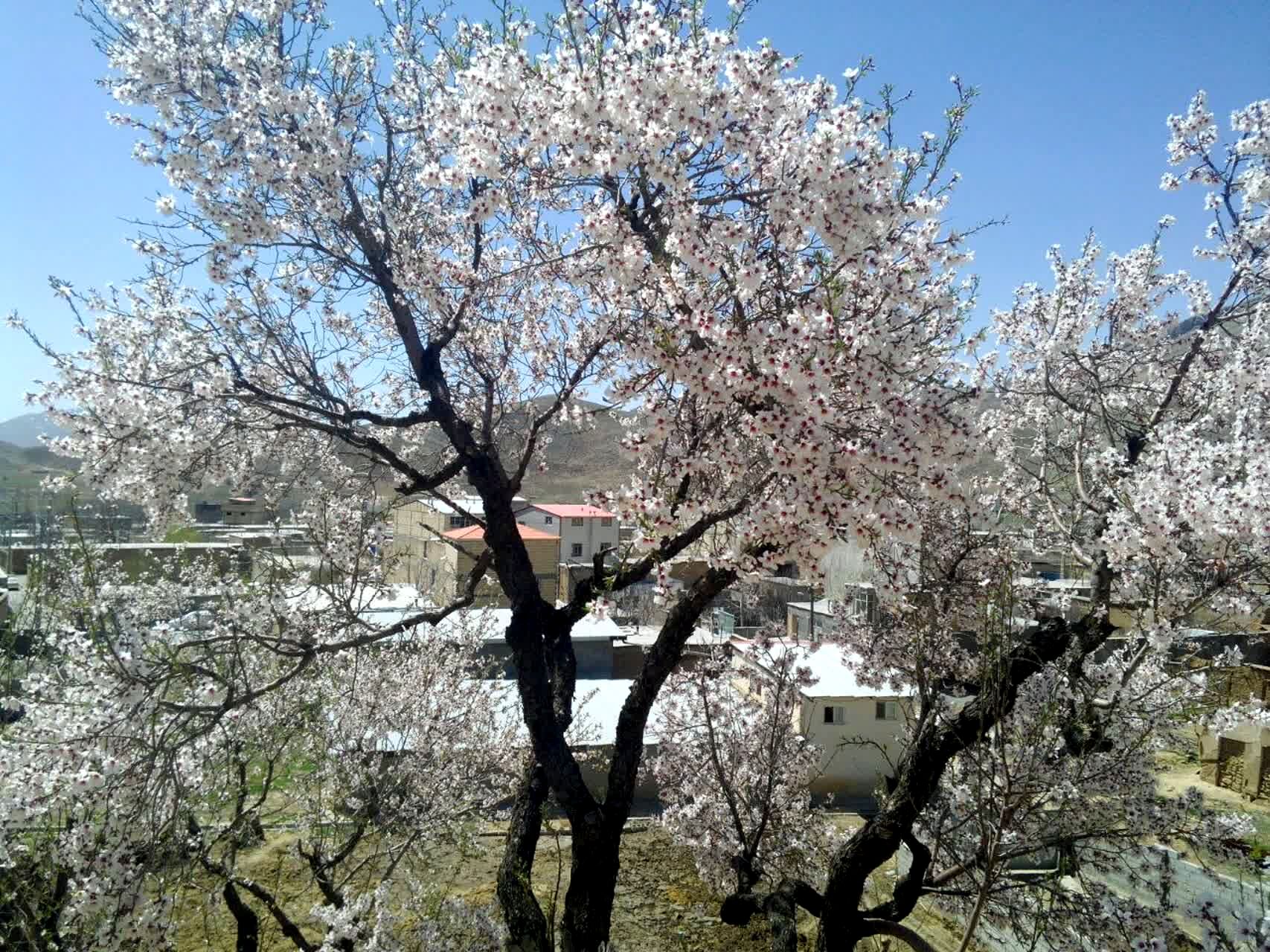 وانان، تابلوی بی‌بدیل خالق، شکوه رنگ‌ها و عظمت کوهستان