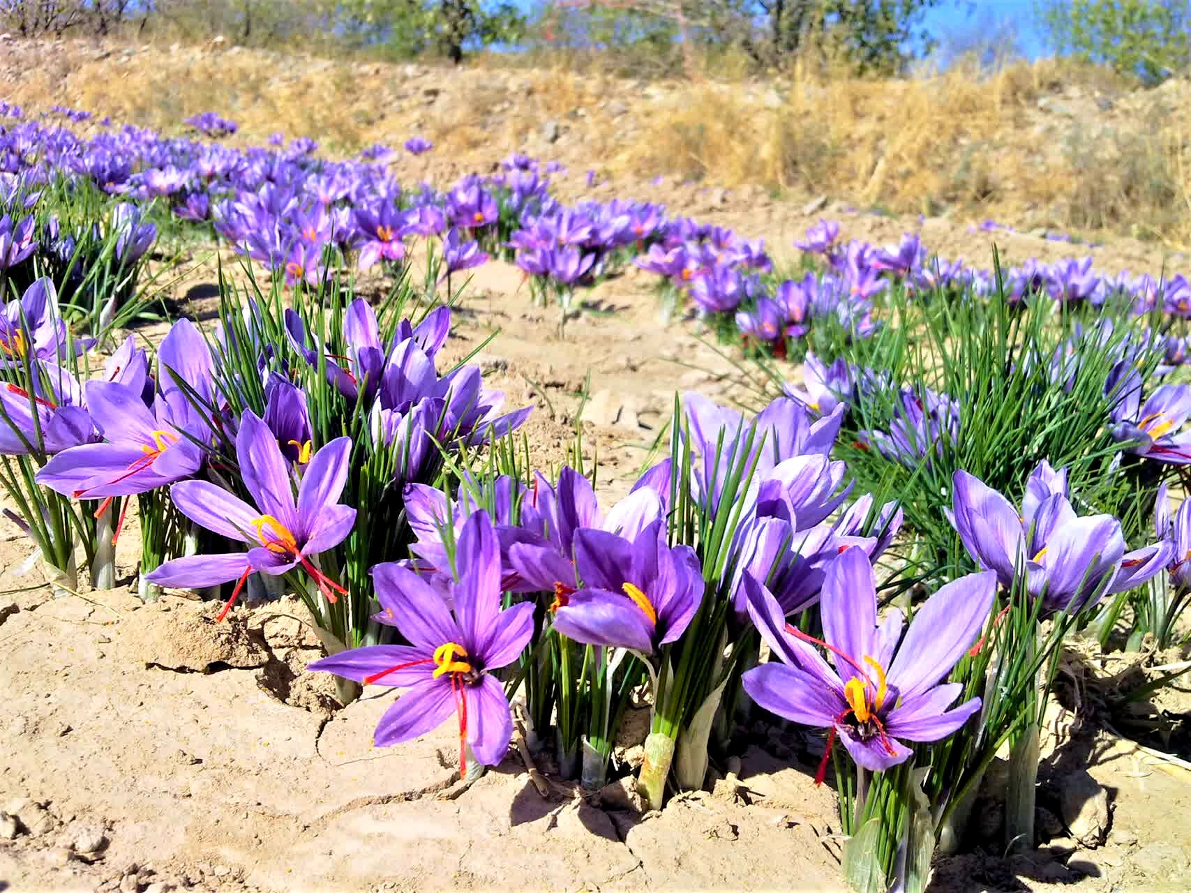 دومین جشنواره زعفران در روستای علوی کاشان برگزار می‌شود