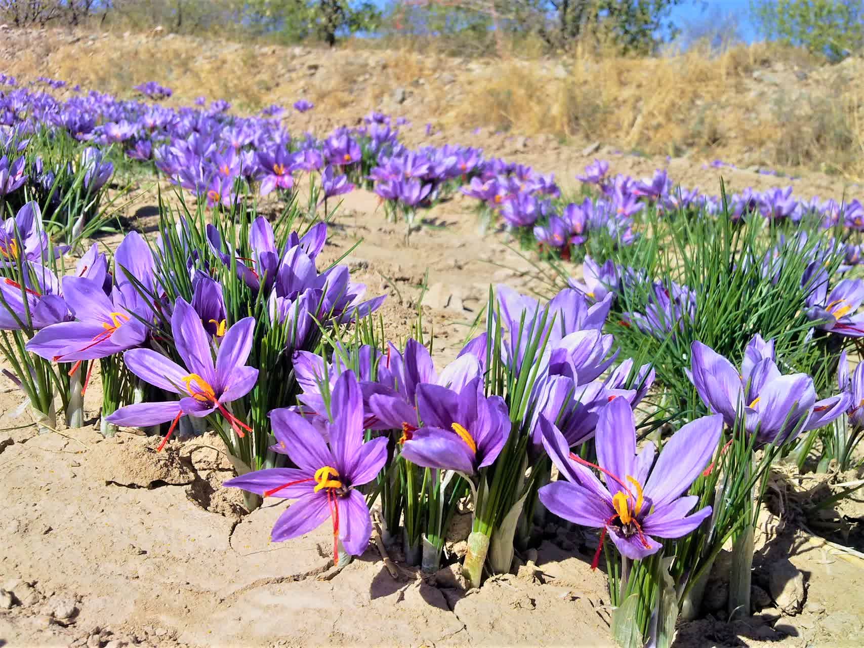 دومین جشنواره زعفران در روستای علوی کاشان برگزار می‌شود
