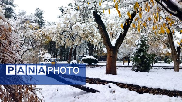 درختان طلایی ، سفید پوش شدند 
