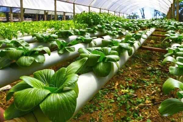 چارچوب بومی توسعه فناوری نانو کشاورزی تدوین شود