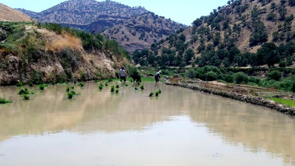 کاشت برنج در روستای بیدله 