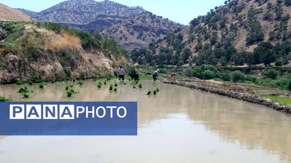 کاشت برنج در روستای بیدله 