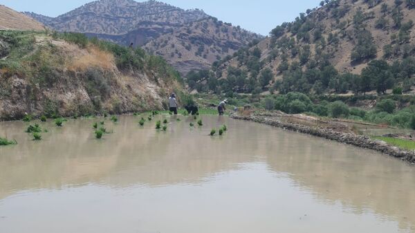 کاشت برنج در روستای بیدله 