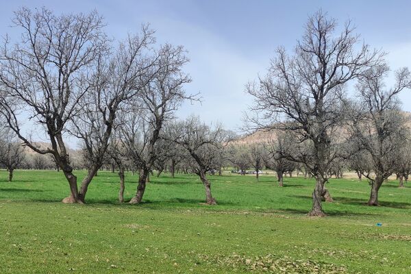 بهار، آغاز دوباره‌ی زندگی طبیعت 