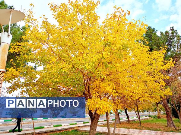 کاشمر در برگریزان پاییز