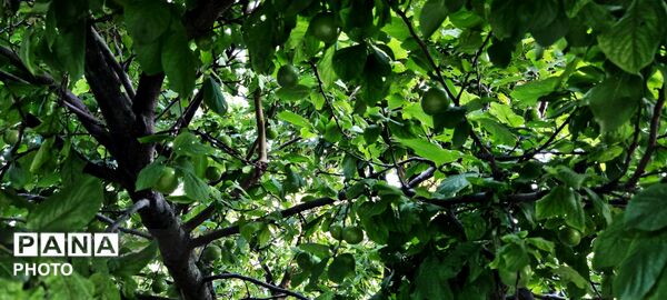  زیبایی های طبیعت باغ های روستای صومعه 