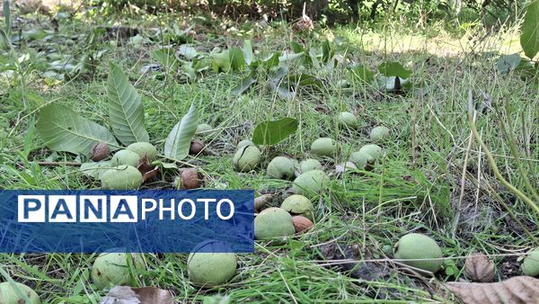 مارکده، سرزمین طلایی بادام و گردو؛ گنجینه‌ای از طعم و سنت در دل سامان
