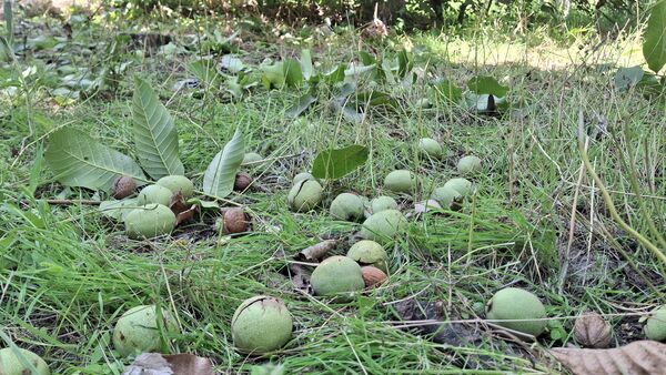 مارکده، سرزمین طلایی بادام و گردو؛ گنجینه‌ای از طعم و سنت در دل سامان