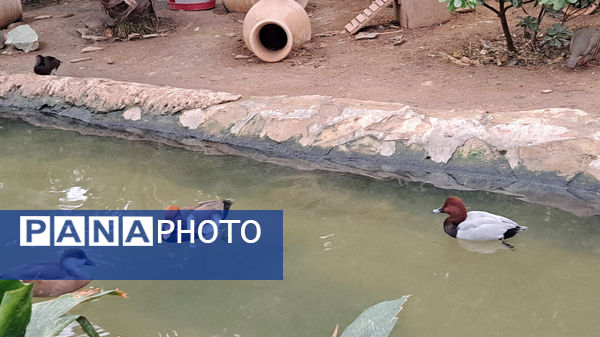 باغ پرندگان قم: جاذبه‌ای بی‌نظیر در قلب کشور