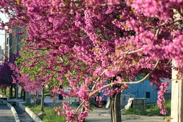 ارومیه شهر رویایی