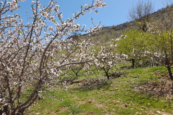 بهار، آغاز دوباره‌ی زندگی طبیعت 