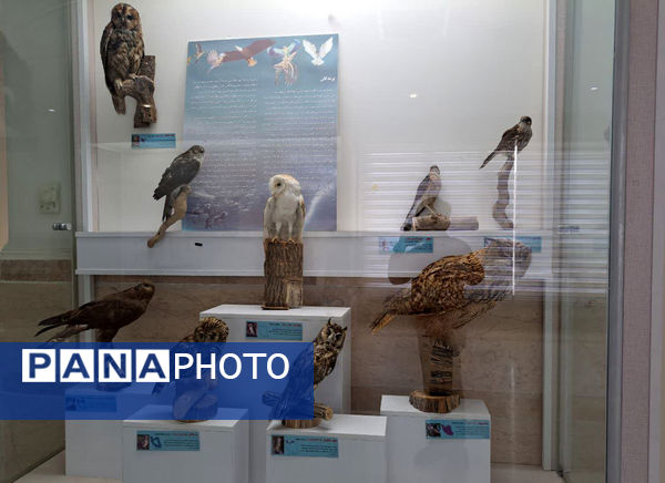 بازدید دانش‌آموزان مدرسه شهدای غزه (1) قم از نمایشگاه تاکسیدرمی کانون پردیسان