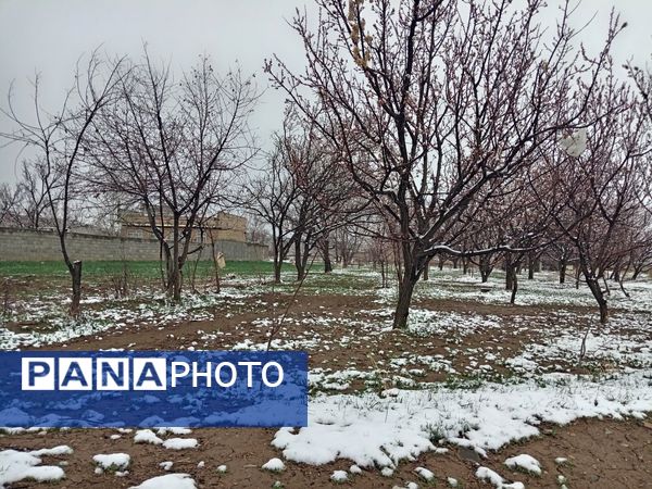 بارش برف بهاری در کوهسرخ