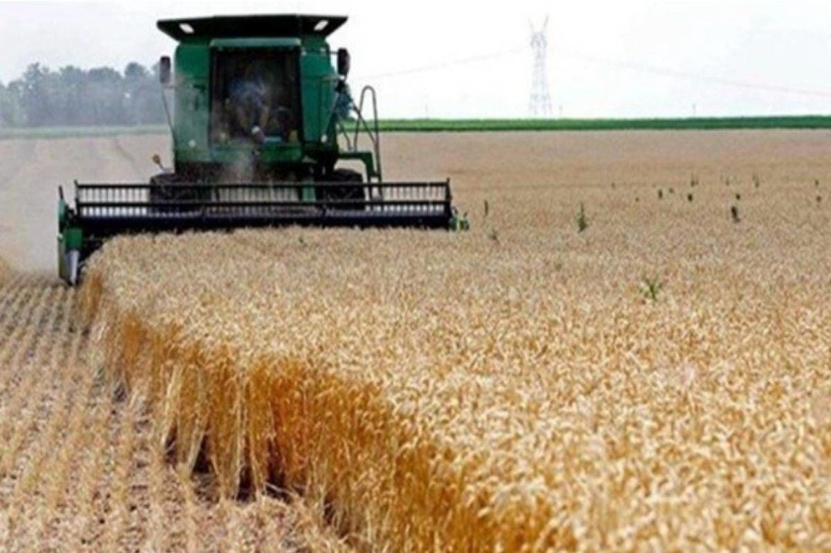 ‎٣ همت از مطالبات کشاورزان گندم کار پرداخت شد