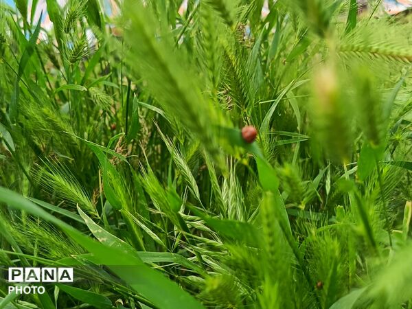 طبیعت در دل روستای برزنون،حال و هوای این دیار از قاب پانا
