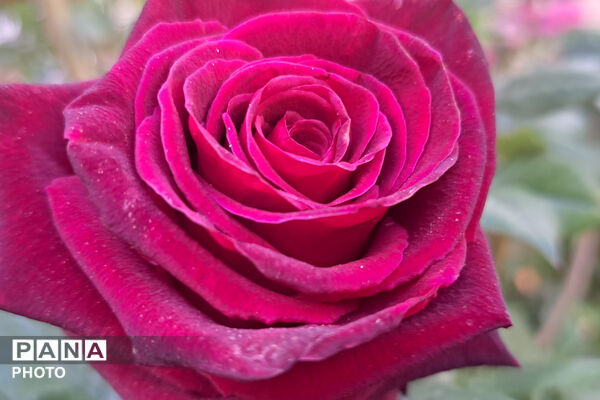 گل‌های زیبای بهاری