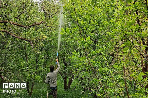 حال و هوای شهر بار نیشابور در فصل زیبای بهار