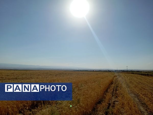 برداشت گندم در روستای گزکوه