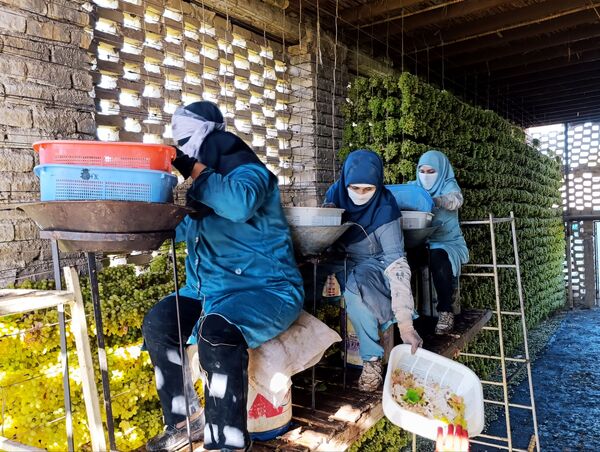 برداشت ۳۰ هزار تن انگور از تاکستان‌های ترشیز