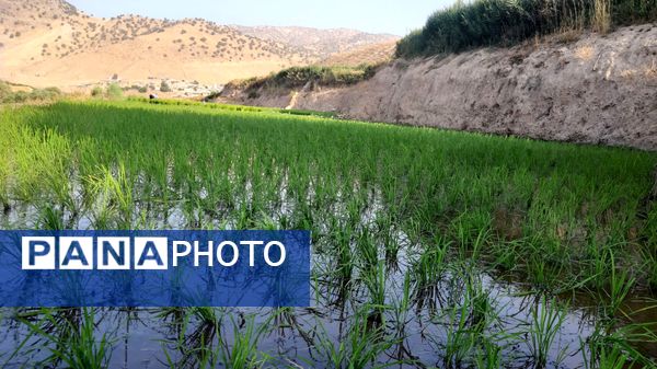 کاشت برنج در روستای بیدله 