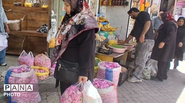تویسرکان غرق در عطر؛ طلای سرخ و زرد در فصل برداشت به بازار آمد