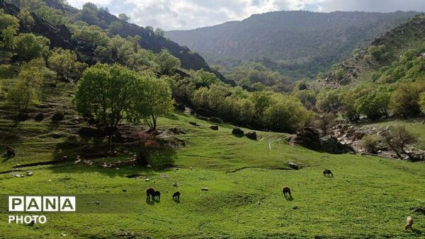 معمولان؛ نگین سرسبز زاگرس در آغوش لرستان