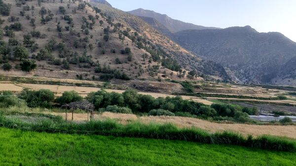 برداشت گندم در روستای بیدله