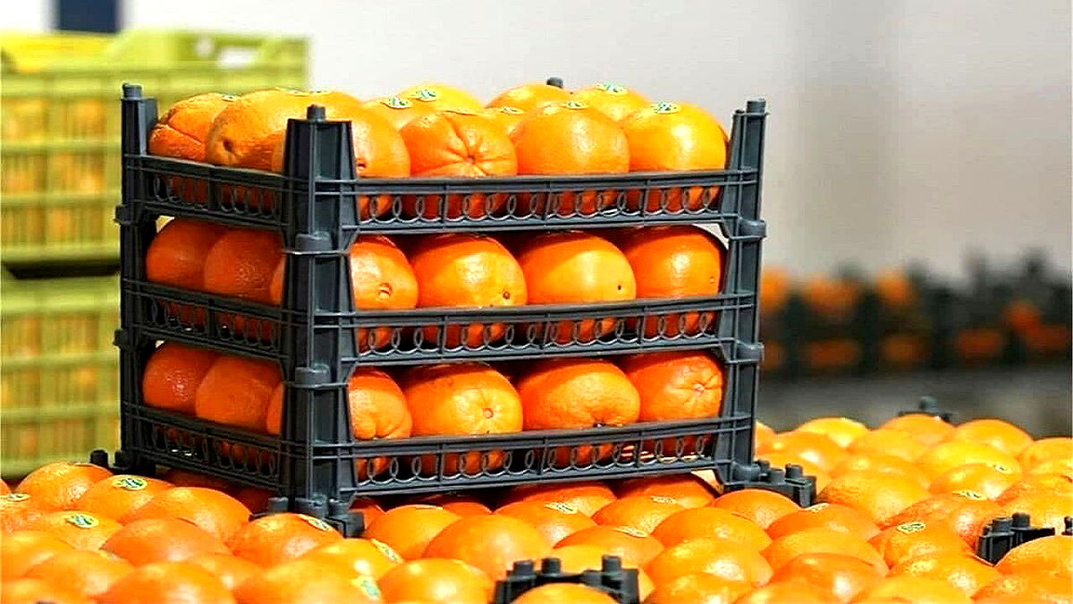 عرضه میوه تنظیم بازاری شب عید به زودی آغاز می‌شود