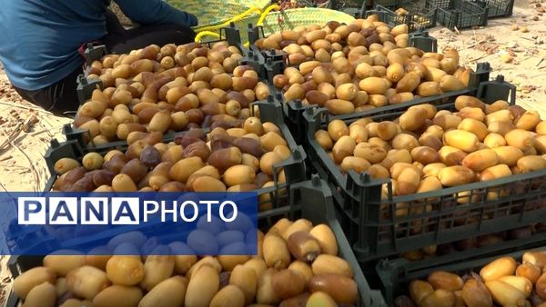 برداشت رطب از نخلستان‌های دالکی دشتستان 