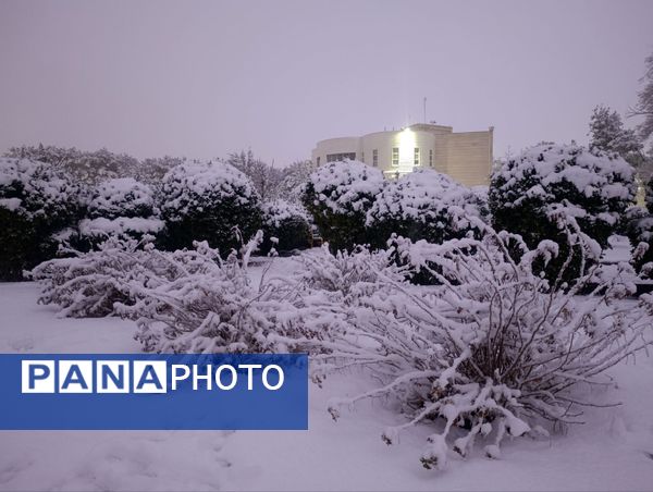 سفید مثل برف