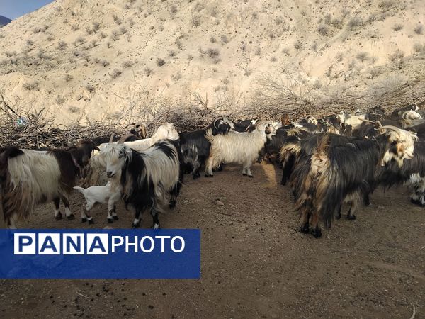  سرزمین عشق در دل سختی‌ها