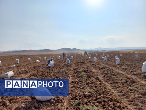 برداشت محصول سیب زمینی در روستای داغیان