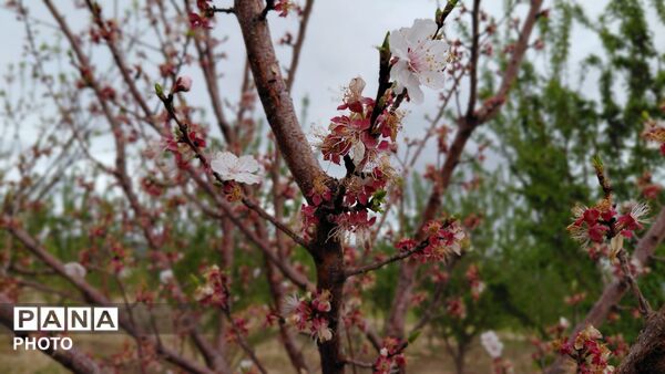 شاخه های درختان فتح آباد،ترانه‌ی شکفتن سرودند